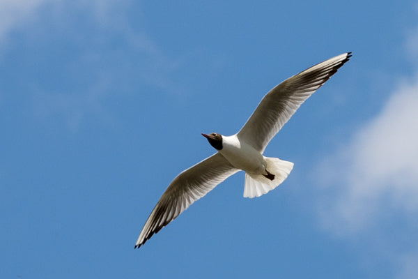 black headed gull flying in a blue sky