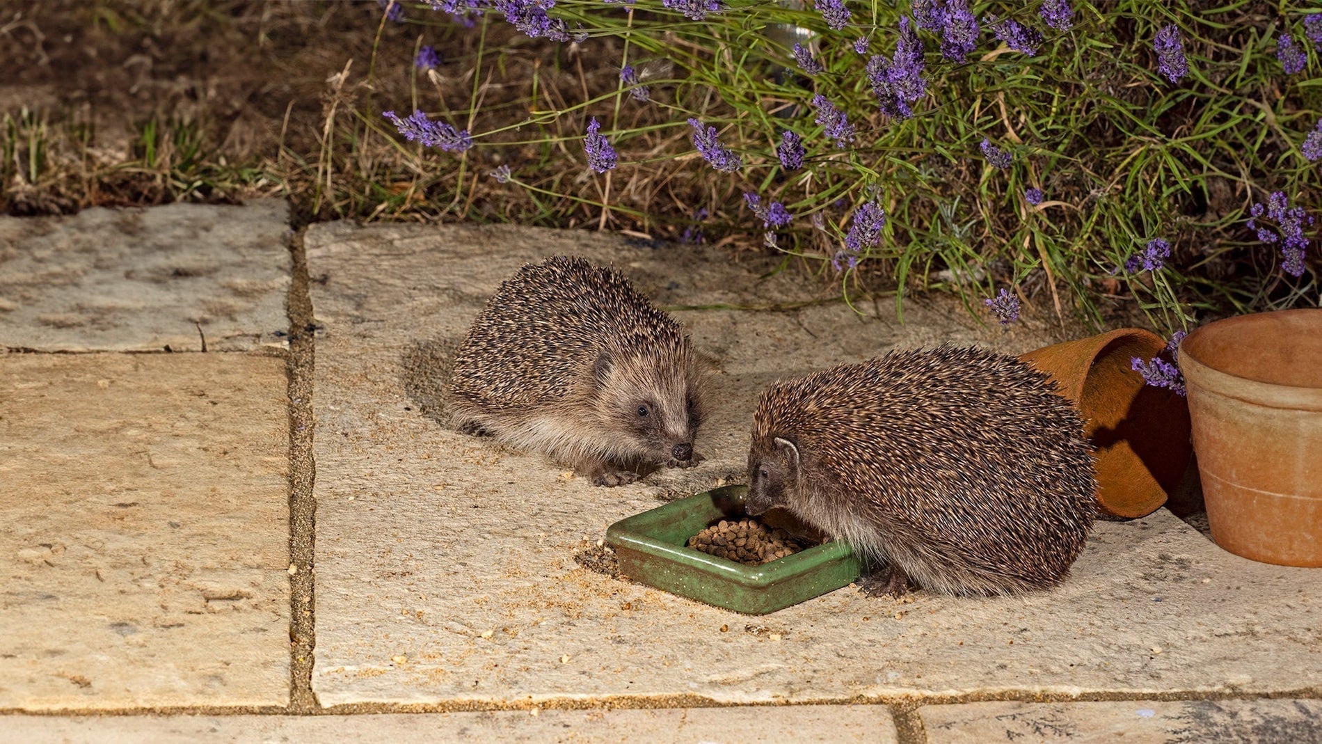 What to feed hedgehogs in your garden