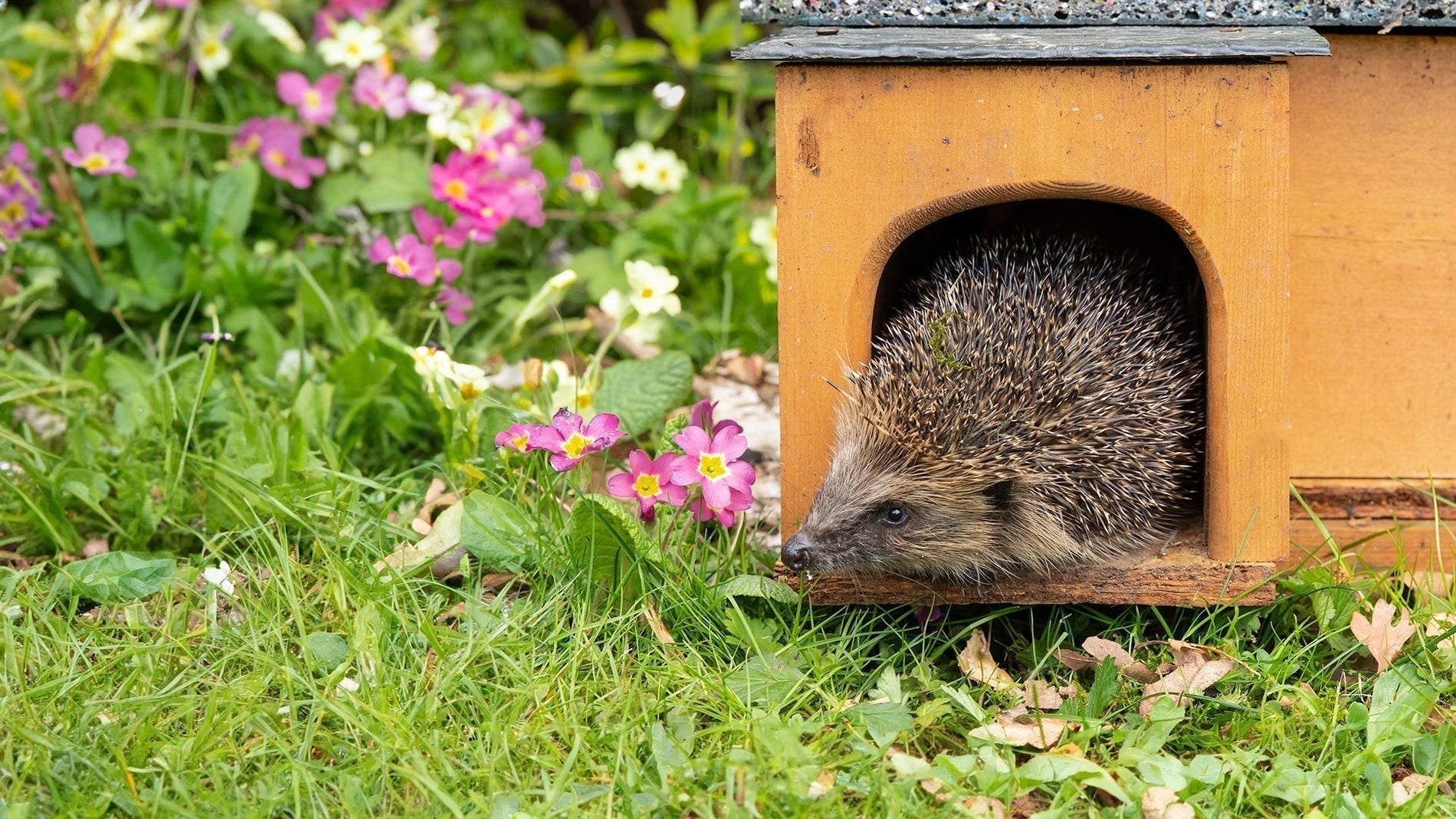 hedgehog peeking out of wooden house
