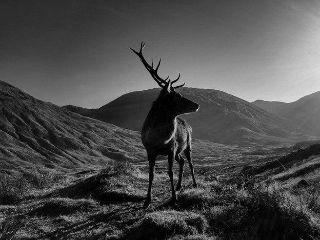 silhouette of a Stag at sunrise