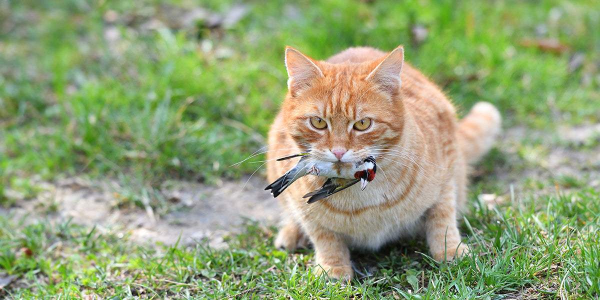 How often do house cats eat birds?