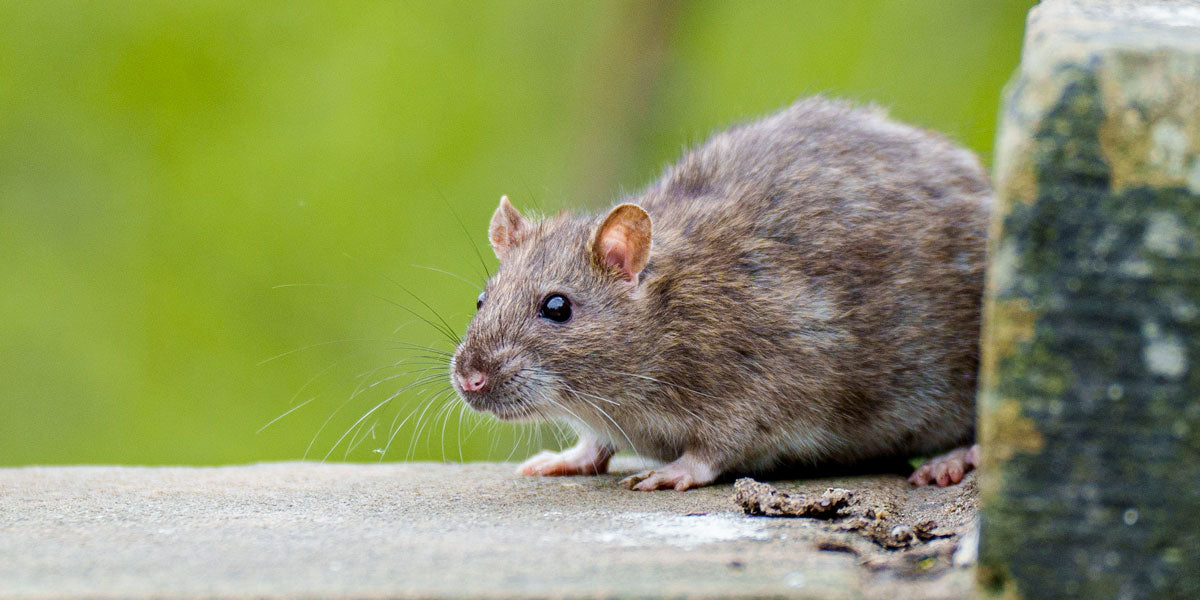 www.arkwildlife.co.uk