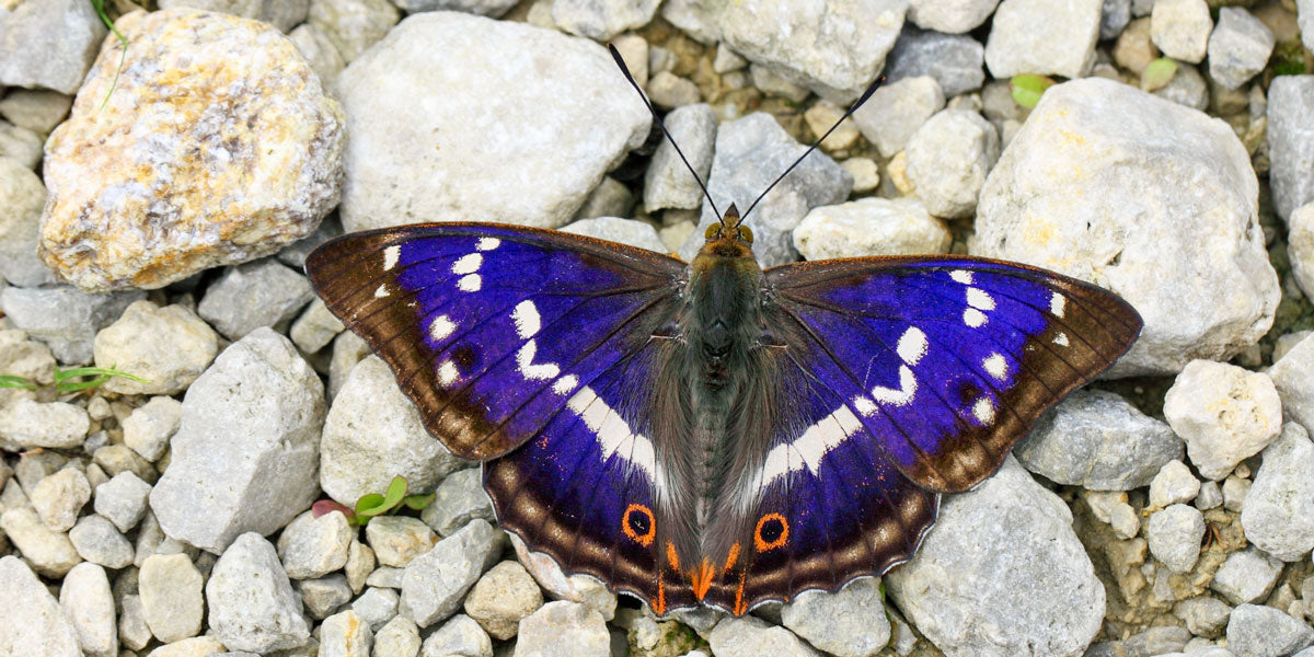 Where Have All The Butterflies Gone UK? Where Have All The Butterflies Gone UK?