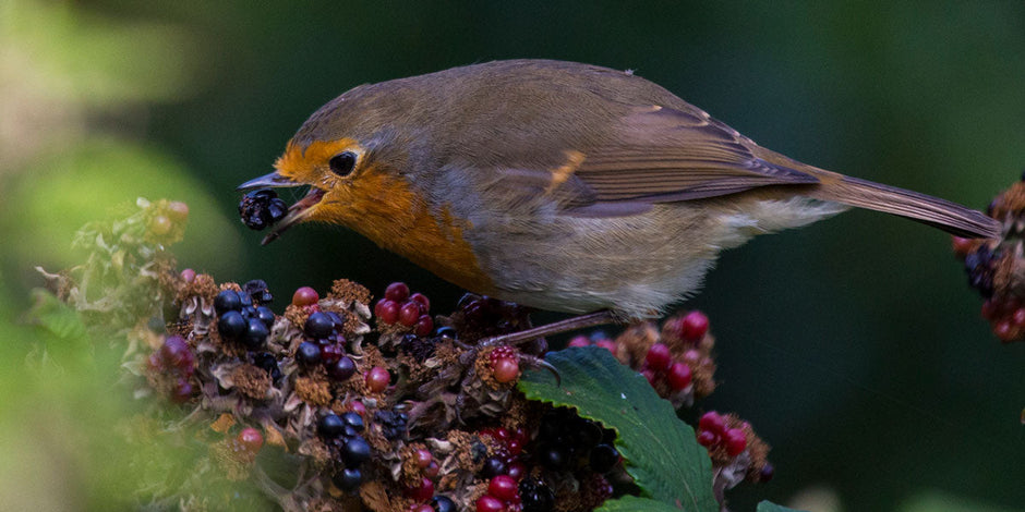 Robin eating blackberries