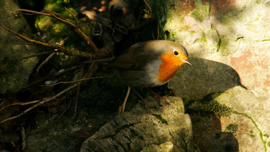 Robin hiding from the hot sun with shadow