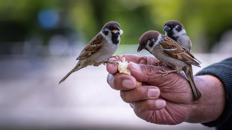 Bread is not good for wild birds