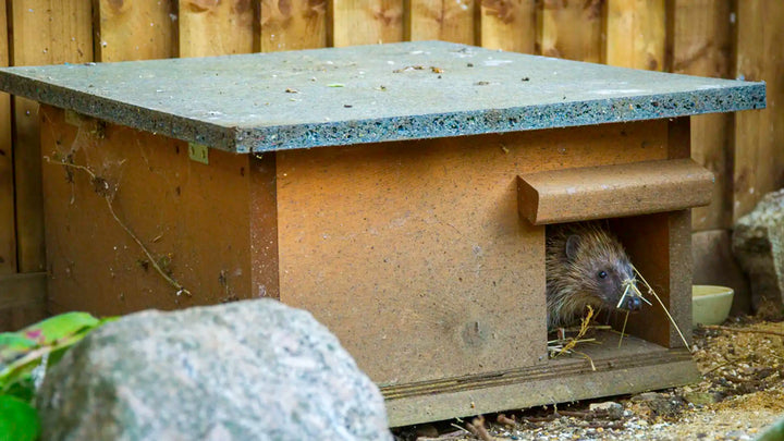 Hedgehog House in the garden
