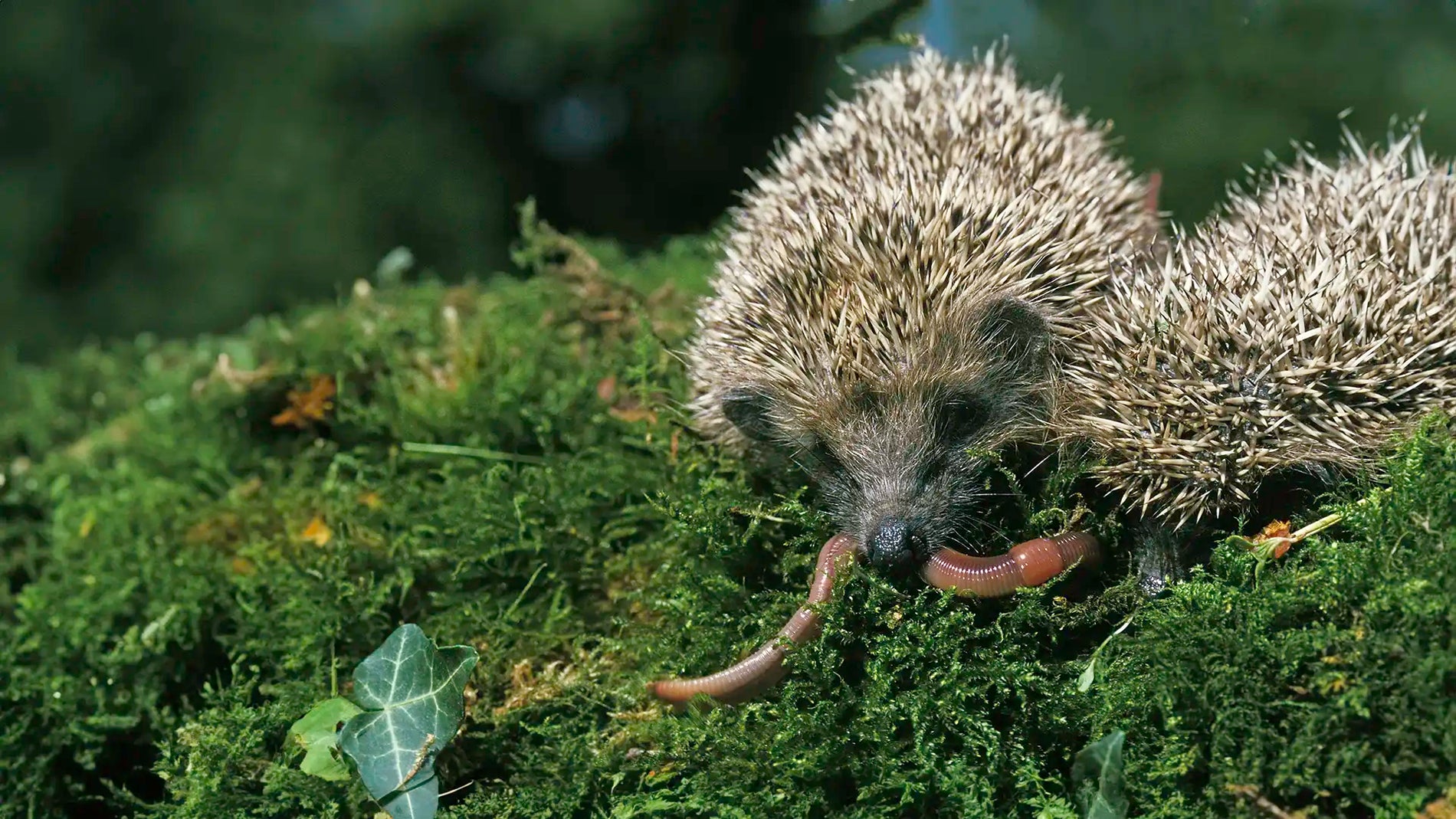 Hedgehogs naturally eat insects and worms