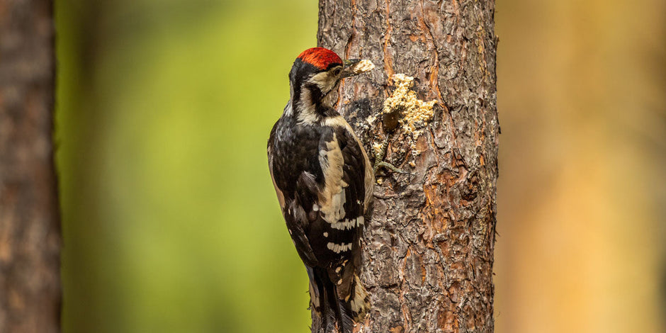 Woodpecker on suet feeder