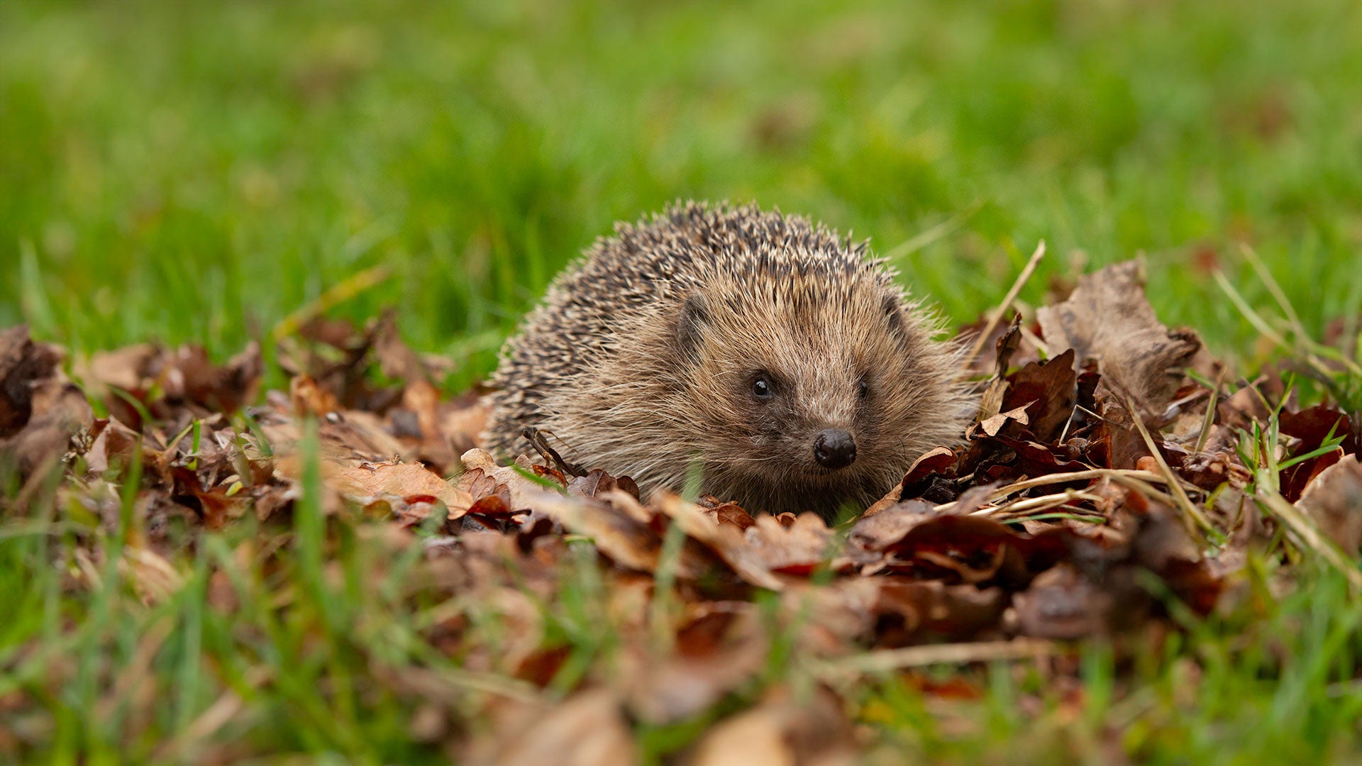 Hedgehog in brown autumn leaves