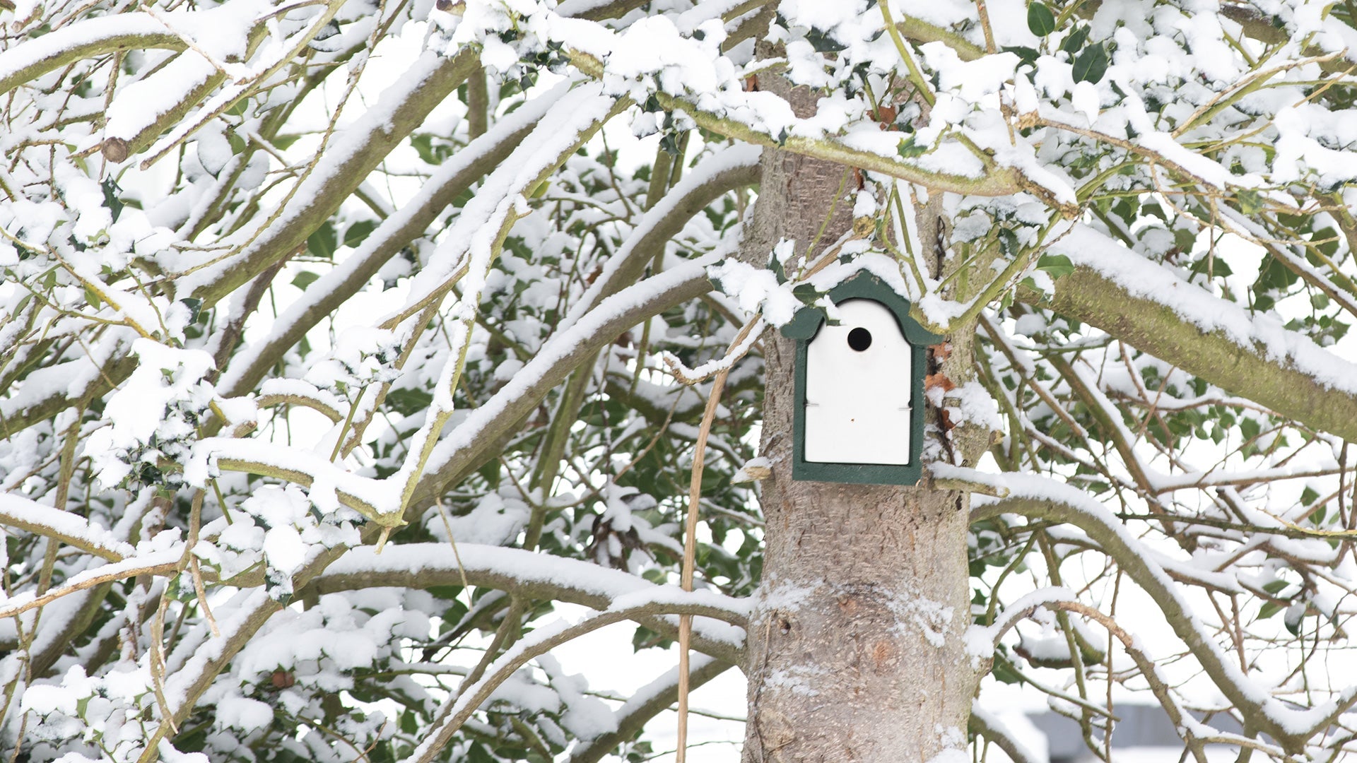 Vivara green triangle owl nest box