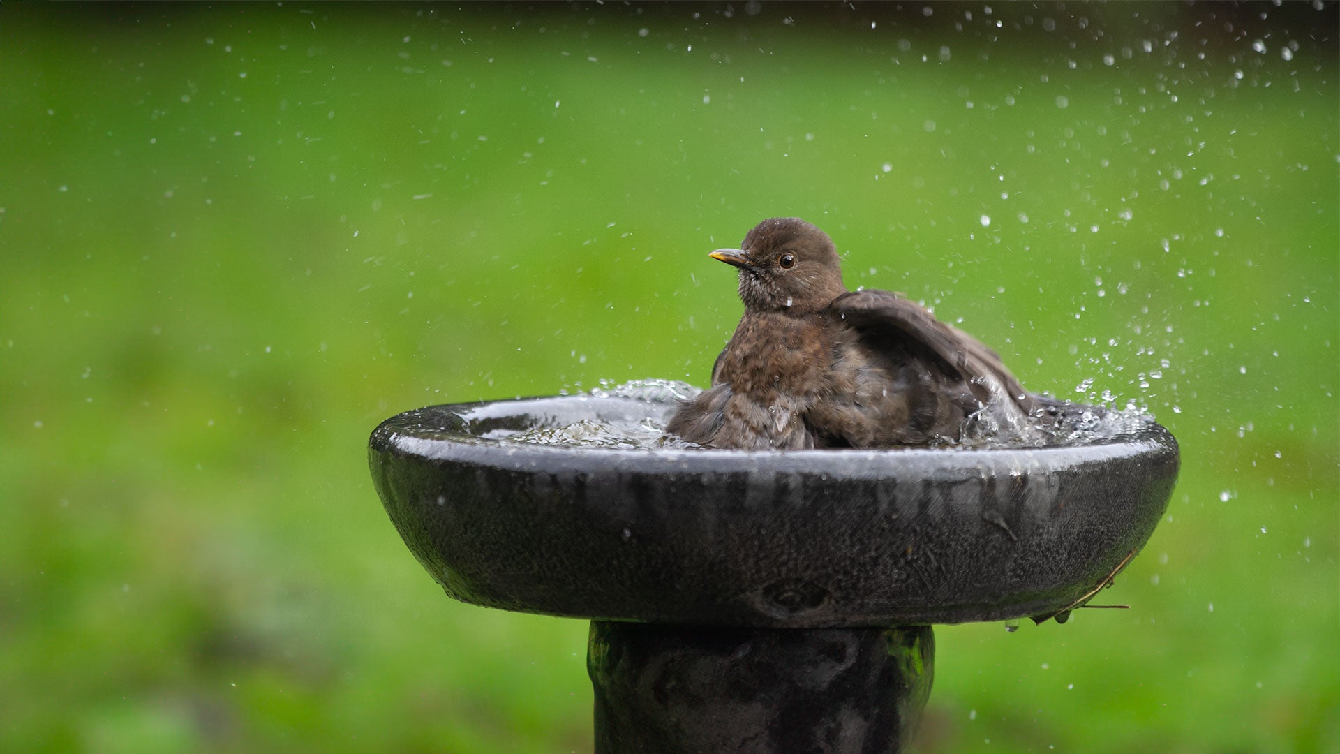 Fledgling in bird bath