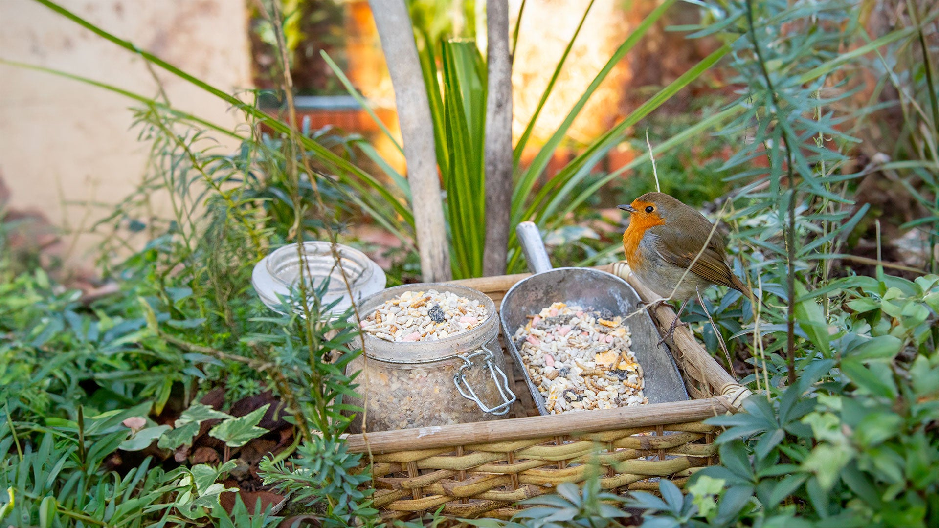 Robin on a wicker basket full of bird food