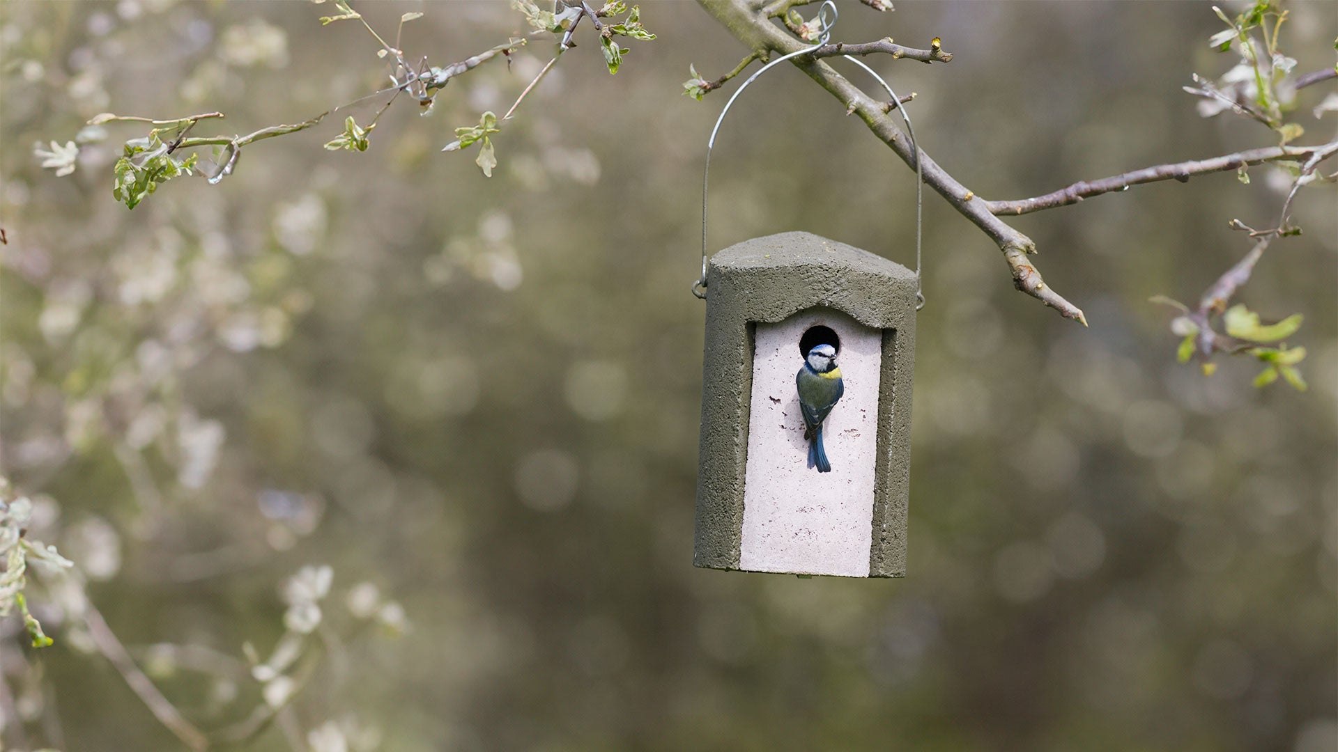 Woodcrete nest box with blue tit