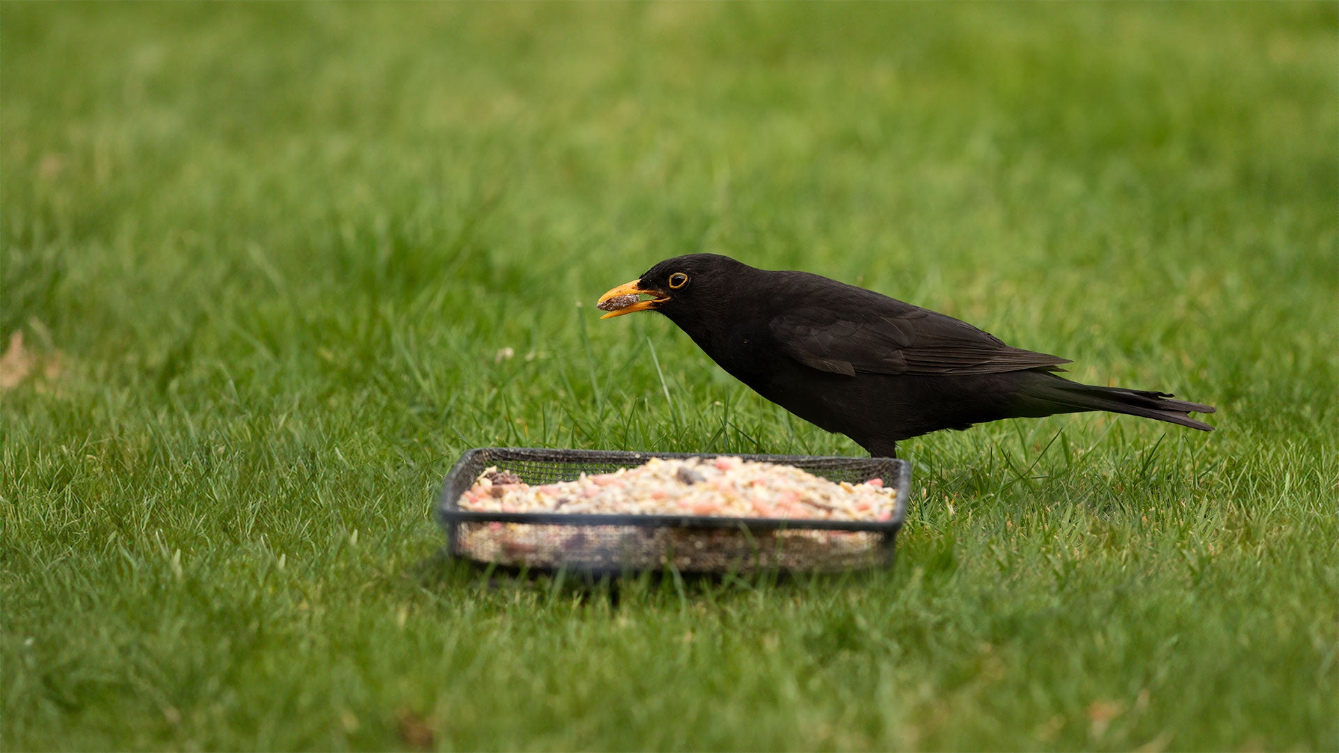 Blackbird feeding from ground tray
