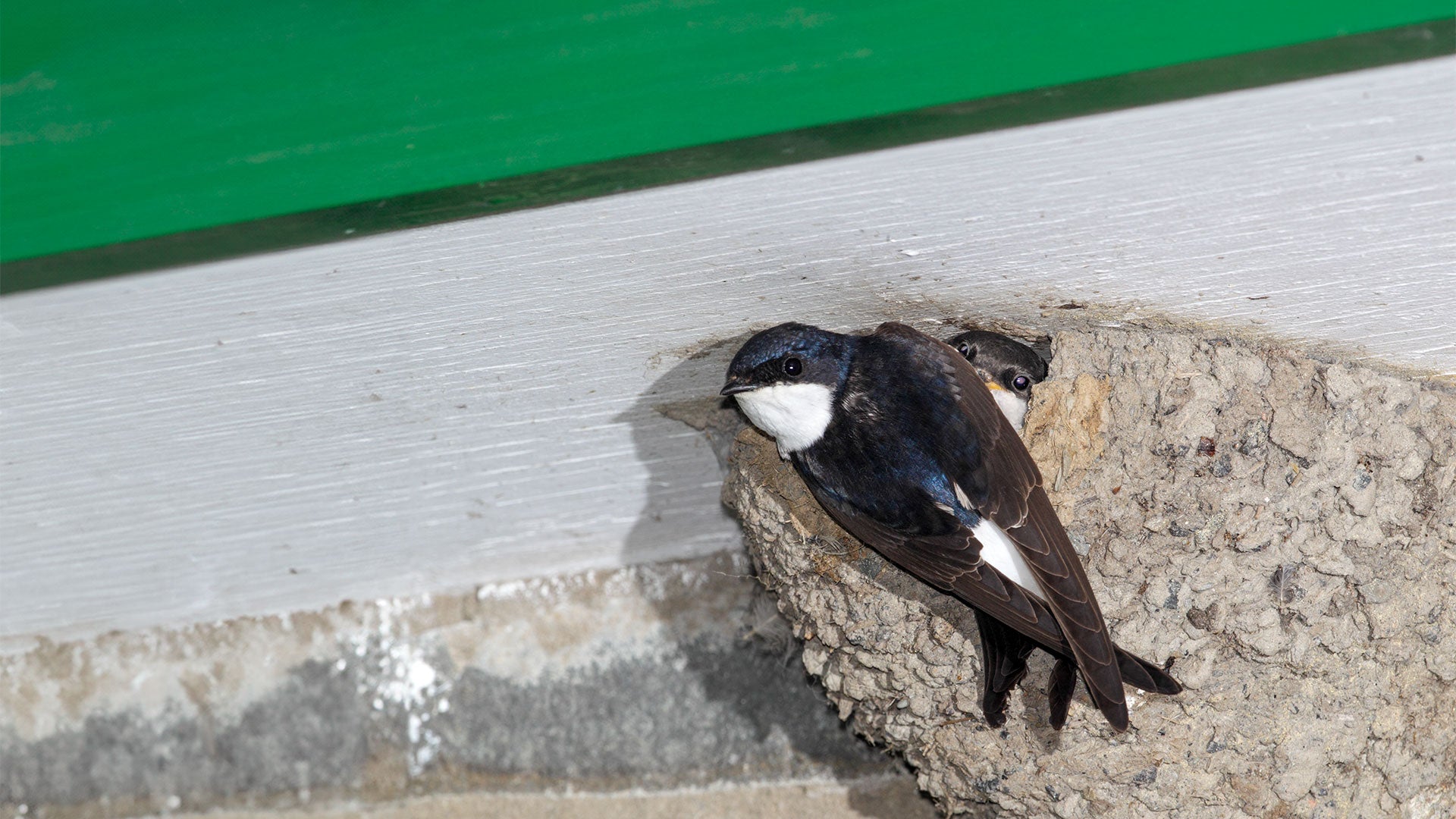 House Martin in a nest bowl