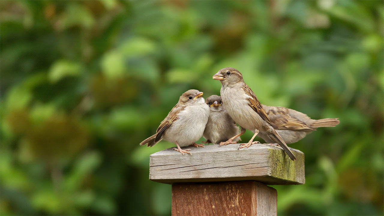 House sparrows sitting on wooden post