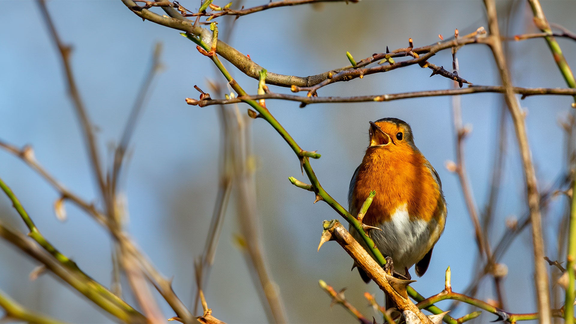 Robin singing