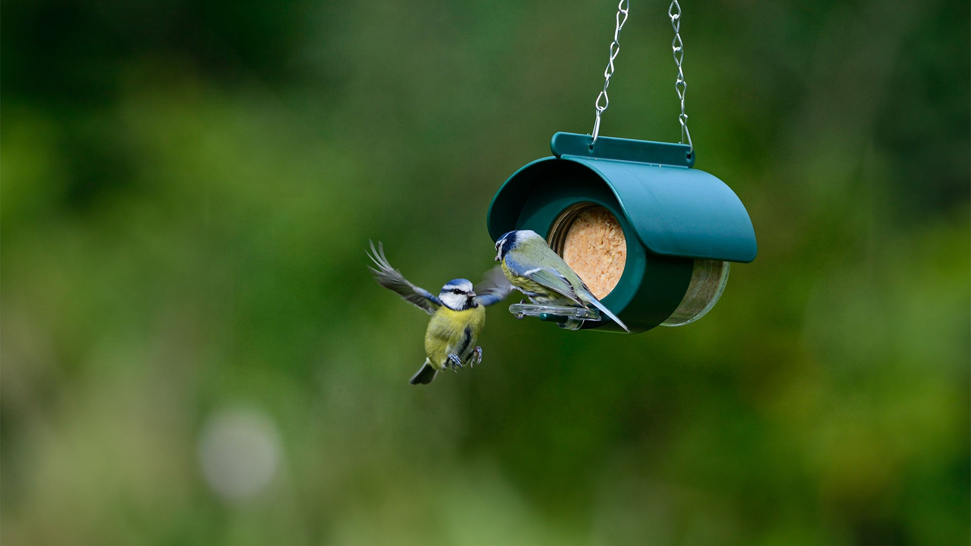 Blue tit mid flight to a flutter butter hanging feeder