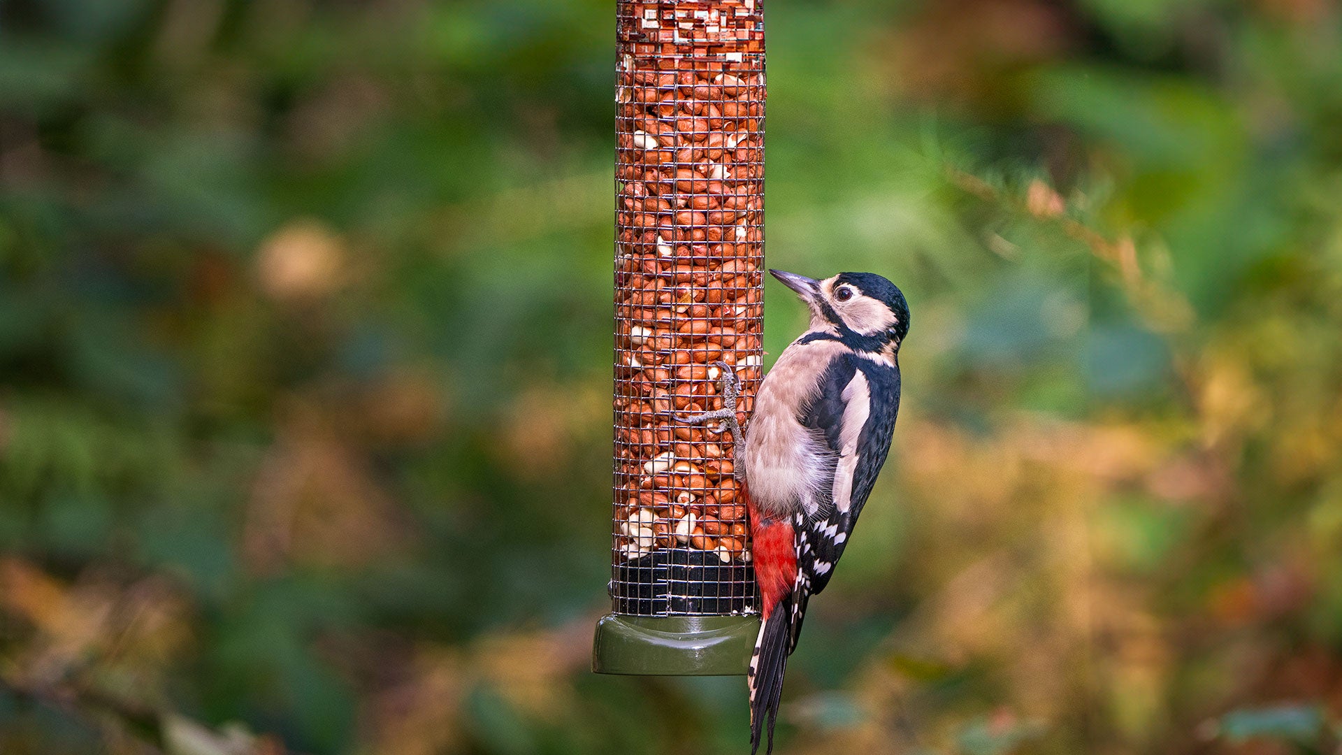 Woodpecker on a hanging peanut feeder
