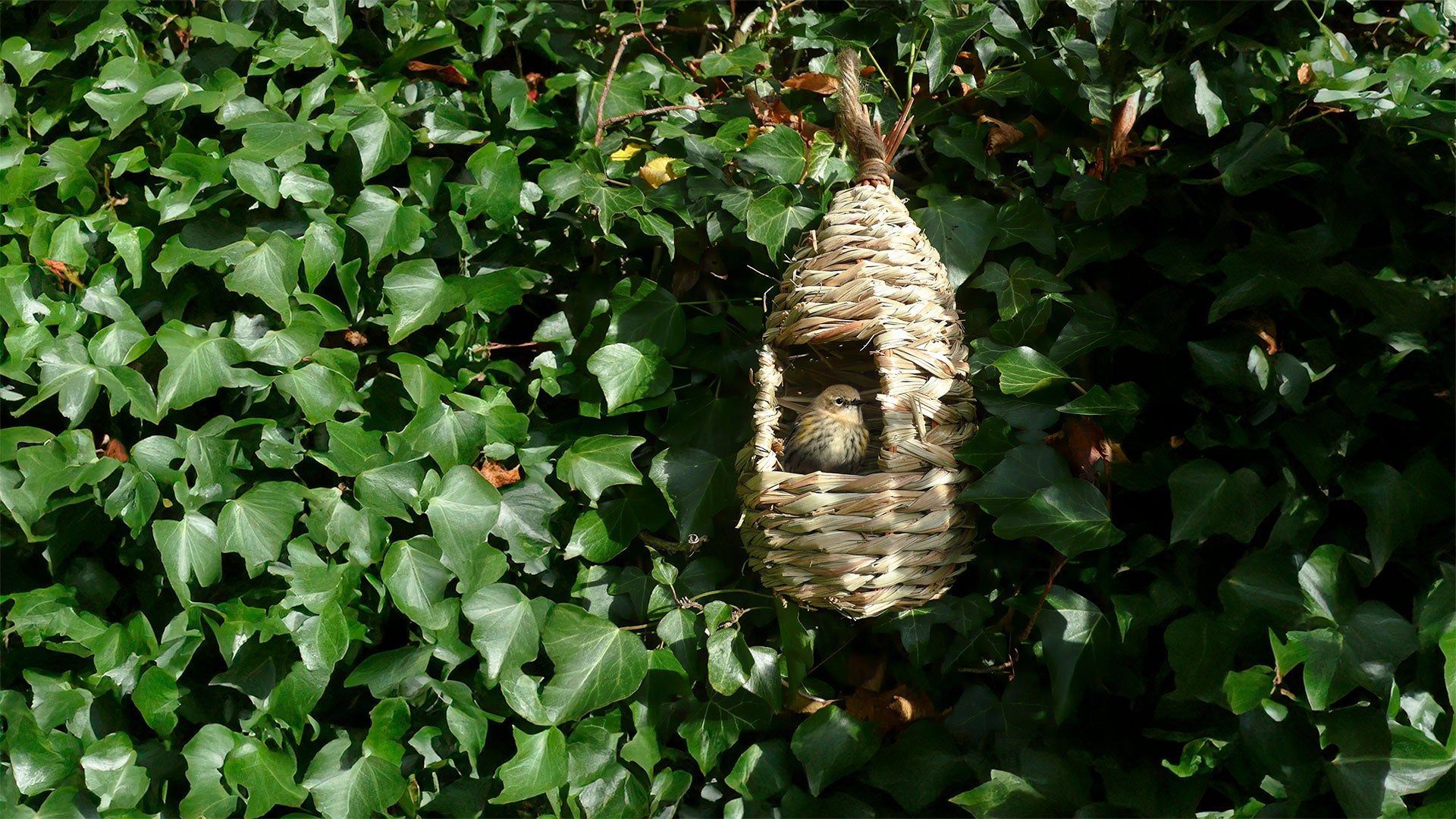 Fledgling inside a roosting pouch