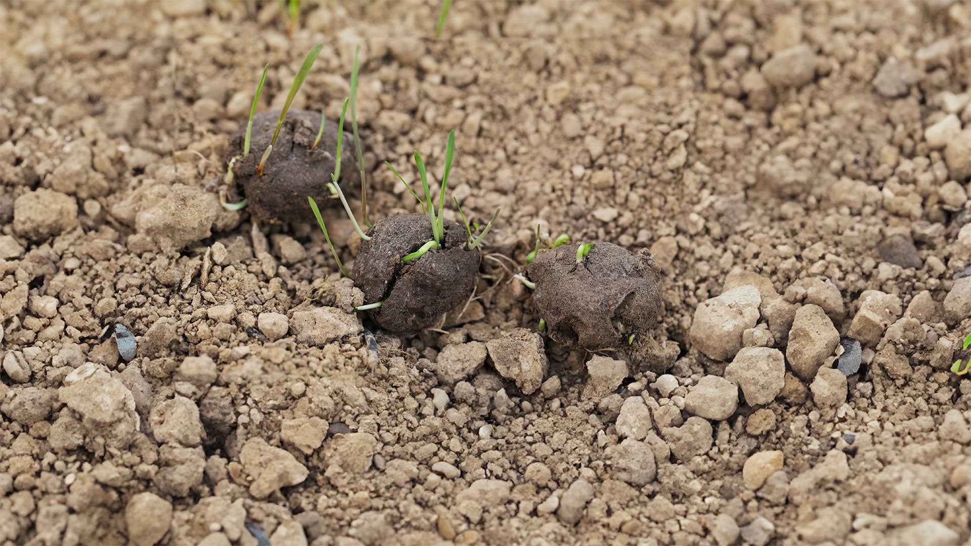 Seed ball sprouting