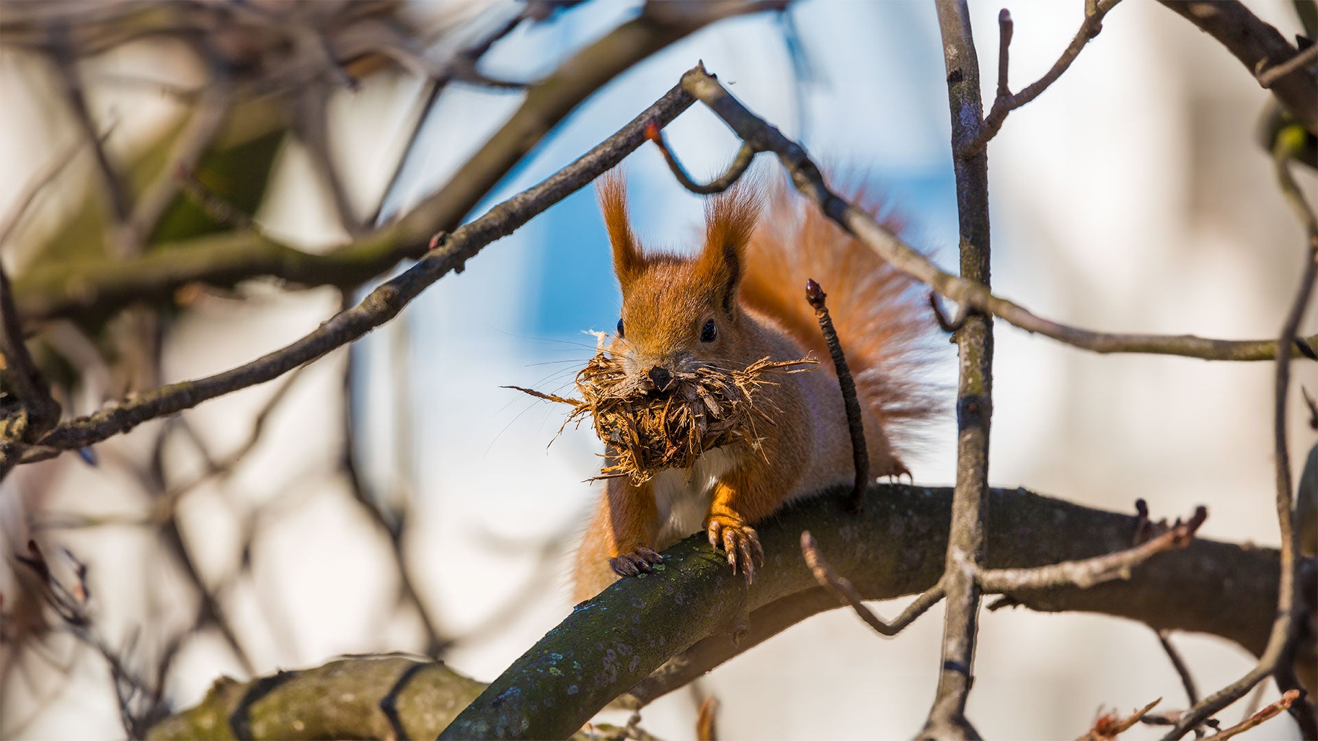 Red squirrel collecting nesting material