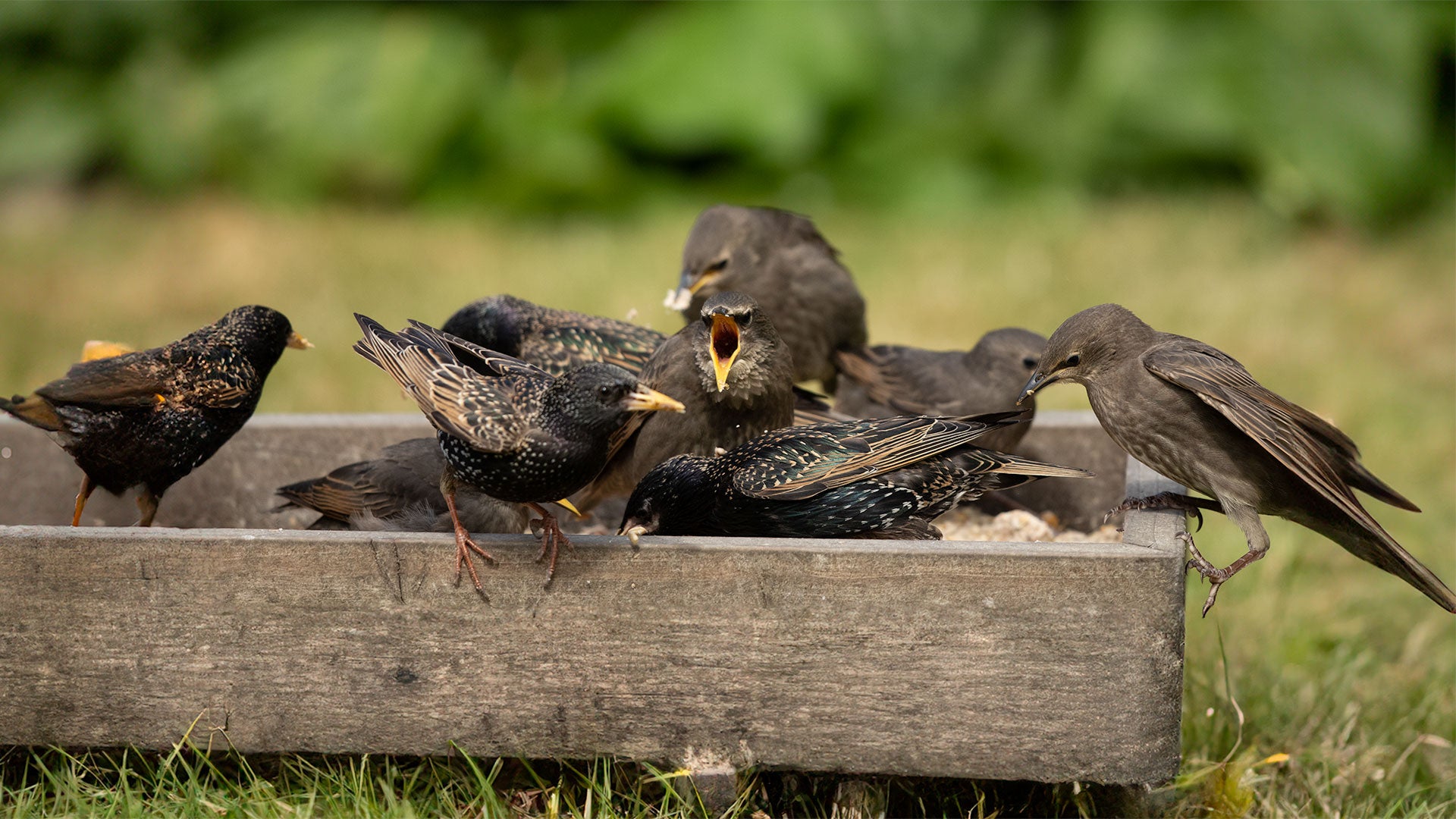 Starlings in a ground feeder tray