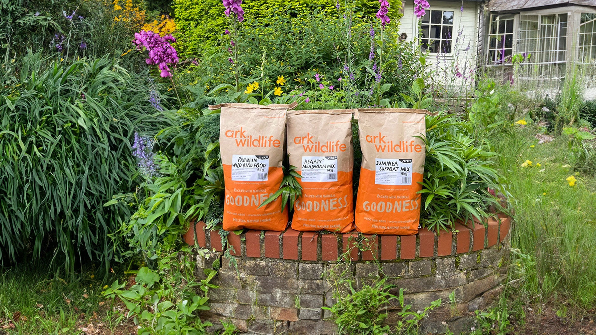 Gold finch hiding behind wing