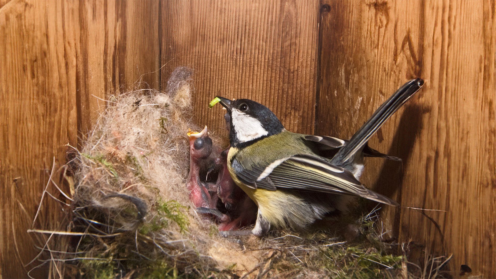 Inside Blue Tit nest box with hatchlings