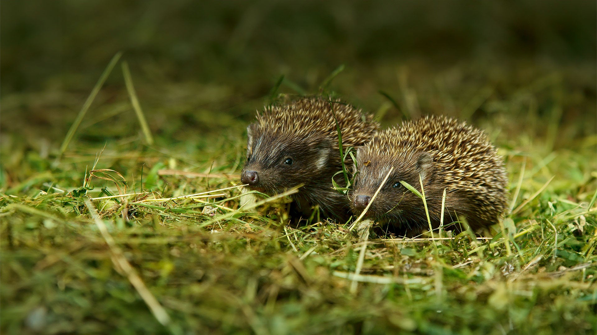 Two baby hedgehogs