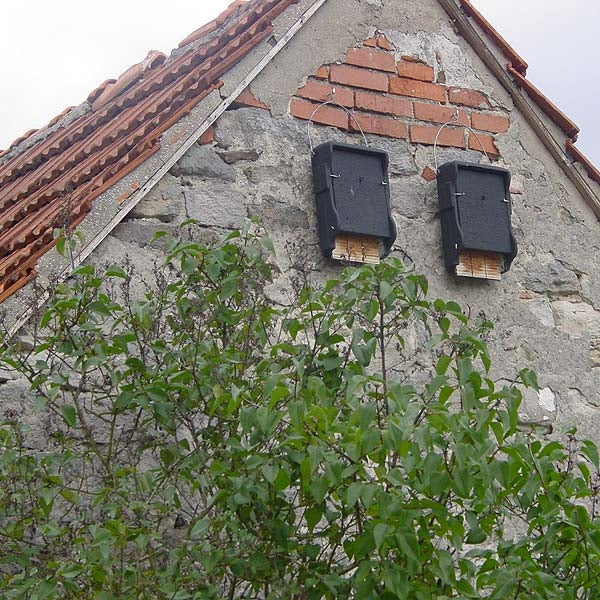 Schwegler 1FF Bat box; Inside a Schwegler 1FF bat box; Where to position a schwegler 1FF bat box; Siting a Schwegler 1FF bat box