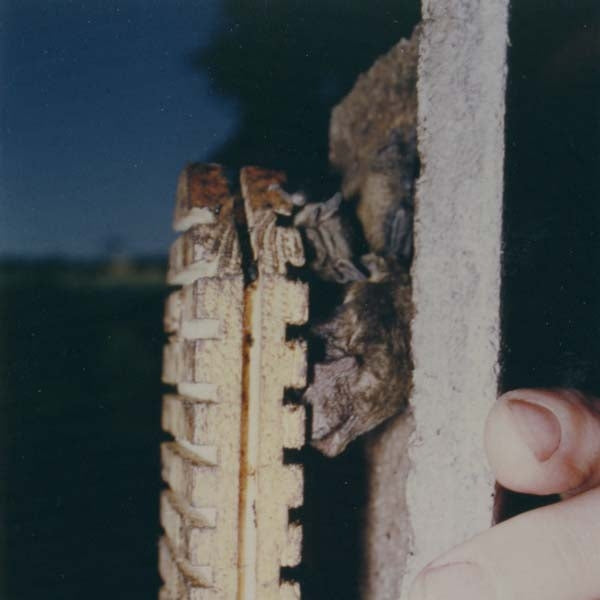 Schwegler 2F Bat Box with Double Front Panel; Schwegler 2F Bat Box with Double Front Panel sited on a tree; Bats sleeping in a Schwegler 2F Bat Box with Double Front Panel; Schwegler 2F Bat Box With Double Front Panel