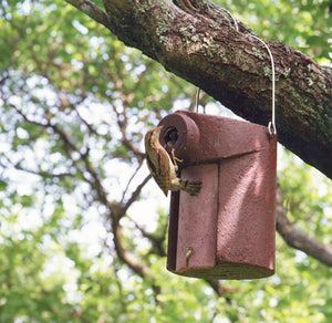 Schwegler 3SV Nest box