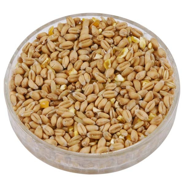 Ark Cereal Mix for ducks chickens and geese; Pheasant eating Ark Cereal Mix