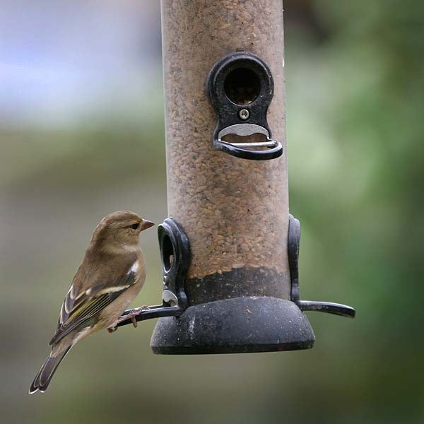 Ark Hearty Mealworm Mix; A chaffinch enjoying Ark Hearty Mealworm Mix from an Onxy Seed Feeder; Ark Hearty Mealworm Mix being enjoyed by a Coal Tit, from an Onxy Seed Feeder