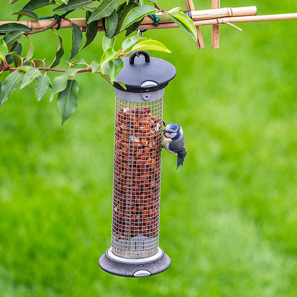 blue tit on peanut feeder