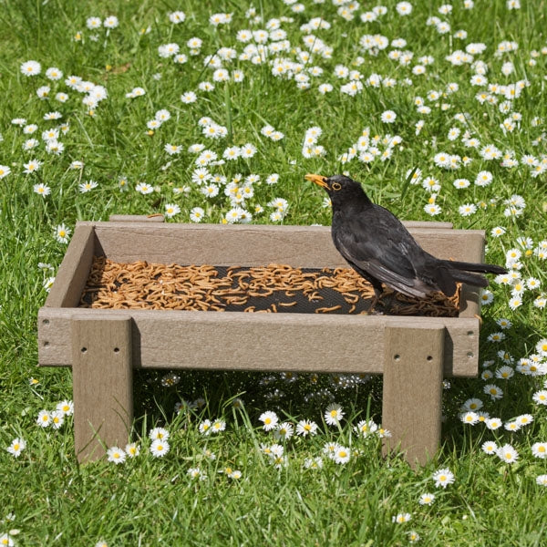 Woodlook Ground Feeder for Birds; Blackbird Feeding on Ground Feeder Tray