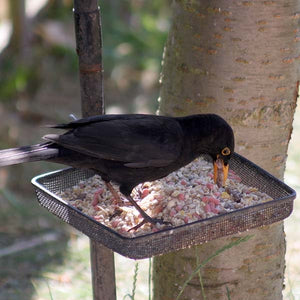 Robin bird food on a ground tray
