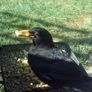 Ark Insect Suet Pellets; Ark Insect Suet Pellets being enjoyed by a Robin; Ark Insect Suet Pellets enjoyed by this Blackbird