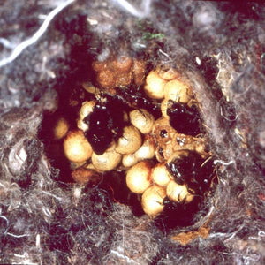 Schwegler Bumble Bee Box overground;Bumble bee nest