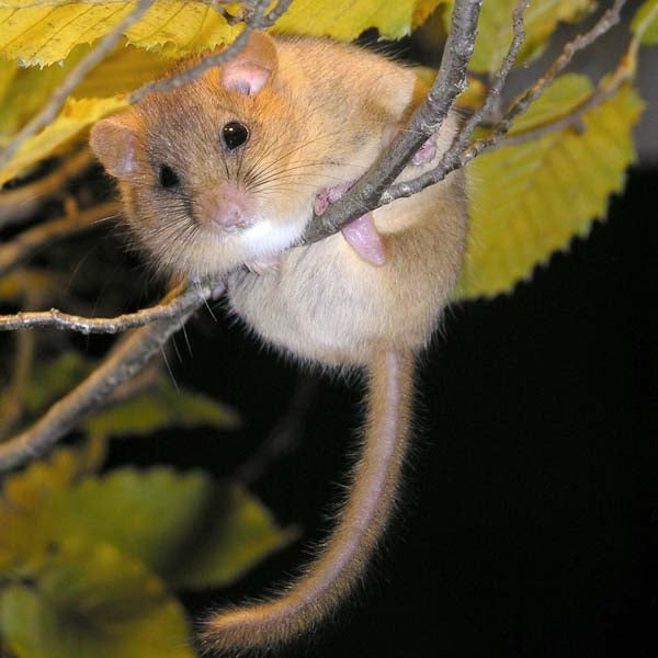 Dormouse House; Dormouse building a nest; Dormouse in a tree