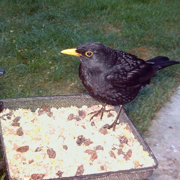 Robin eating from a Compact Ground Feeding Tray; Blackbird eating from a Compact Ground Feeding Tray