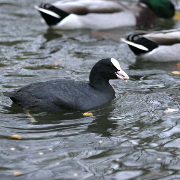 Coots and moorhens eat duck food