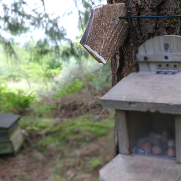 deer antler by roger hughes