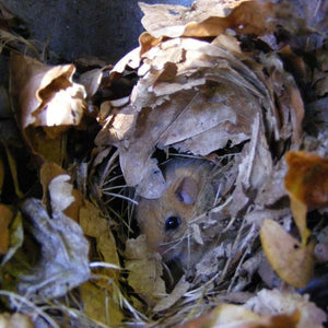 Dormouse House; Dormouse building a nest; Dormouse in a tree