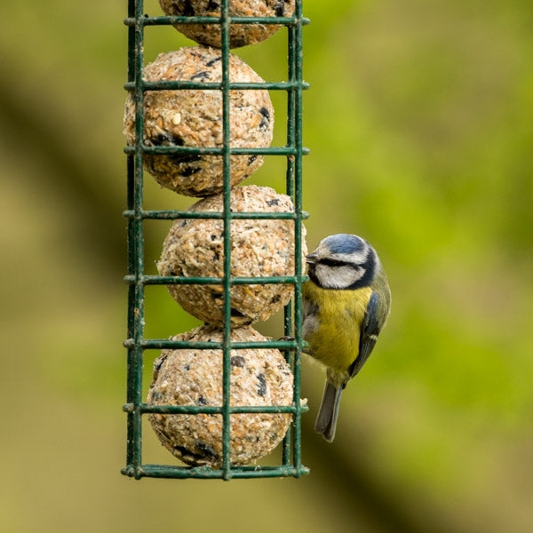Fat Ball Bird Feeder; Blue Tit feeding on fat balls