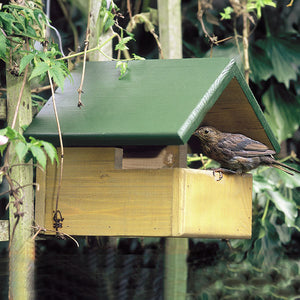 blackbird in nest box