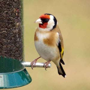 Niger Seed; Redpoll on Niger Seed Feeder; Siskin on Niger Seed Feeder; Golfinch on Niger Seed Feeder