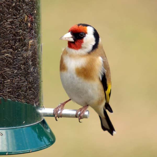 Niger Seed; Redpoll on Niger Seed Feeder; Siskin on Niger Seed Feeder; Golfinch on Niger Seed Feeder